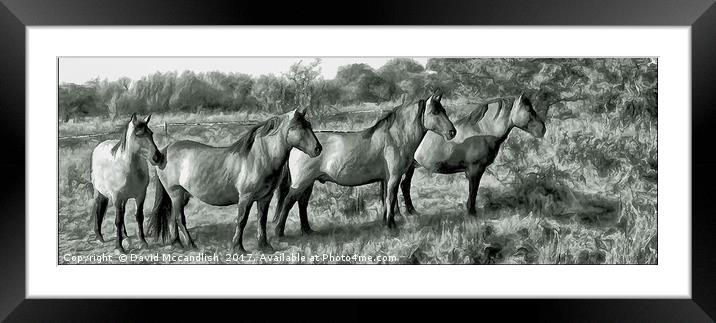 Konik Ponies Framed Mounted Print by David Mccandlish