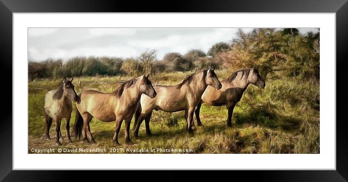 Majestic Konik Ponies Roaming the Norfolk Broads Framed Mounted Print by David Mccandlish
