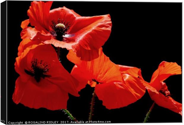""Poppies " Canvas Print by ROS RIDLEY