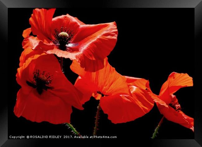 ""Poppies " Framed Print by ROS RIDLEY