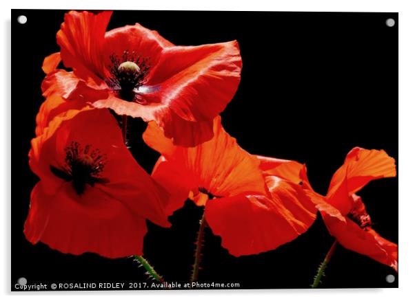 ""Poppies " Acrylic by ROS RIDLEY