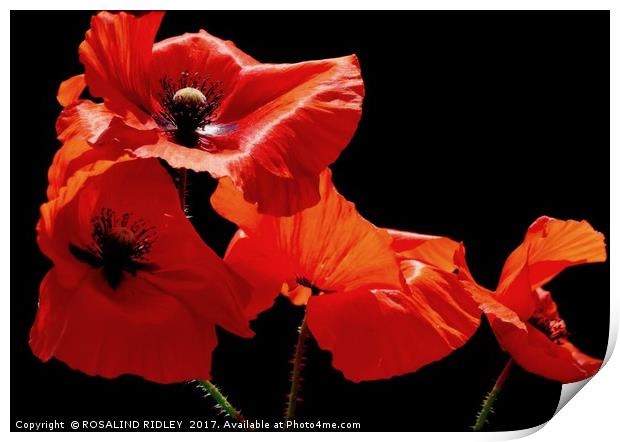 ""Poppies " Print by ROS RIDLEY