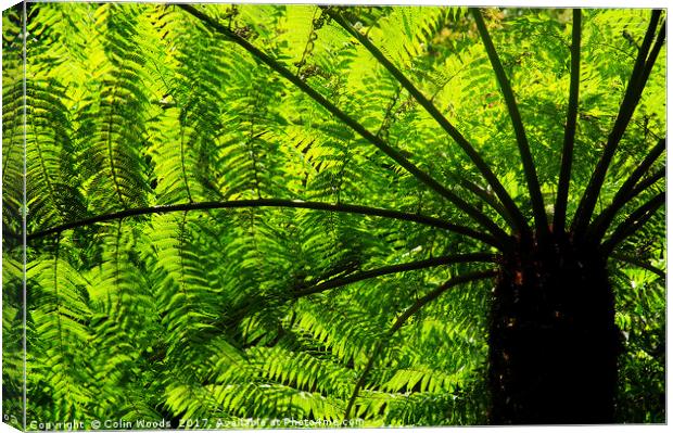 Tree Fern in Glowing Sunlight Canvas Print by Colin Woods