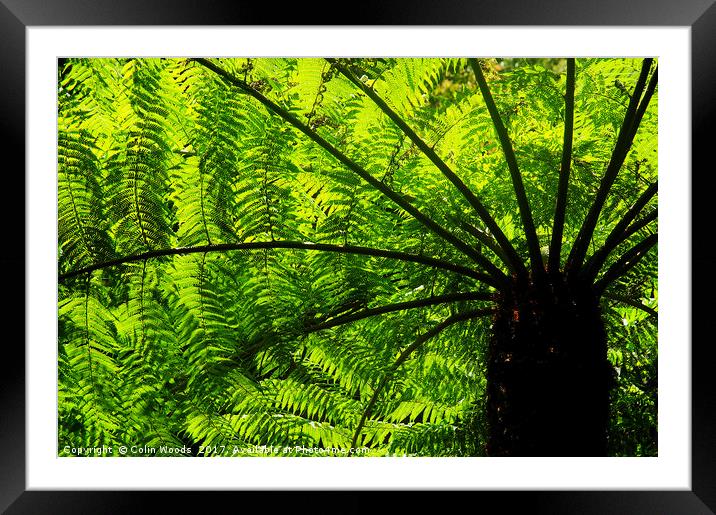 Tree Fern in Glowing Sunlight Framed Mounted Print by Colin Woods