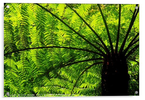 Tree Fern in Glowing Sunlight Acrylic by Colin Woods