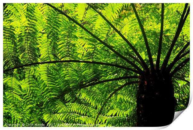 Tree Fern in Glowing Sunlight Print by Colin Woods