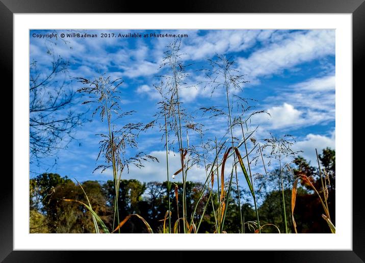 Reeds on the pond at Ninesprings Yeovil Somerset Framed Mounted Print by Will Badman