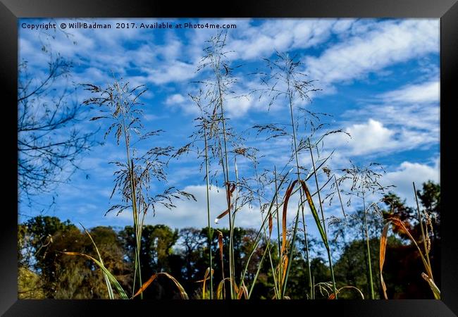 Reeds on the pond at Ninesprings Yeovil Somerset Framed Print by Will Badman