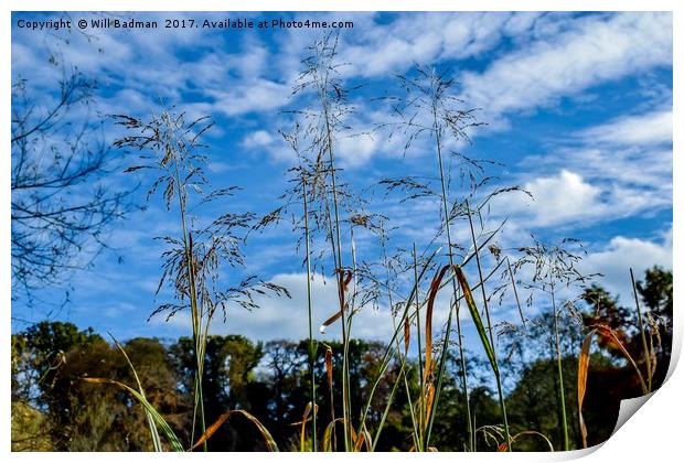 Reeds on the pond at Ninesprings Yeovil Somerset Print by Will Badman