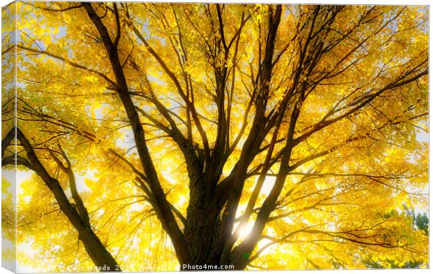 Autumn leaves glowing in the sun Canvas Print by Colin Woods