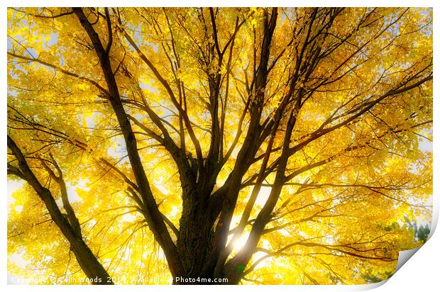 Autumn leaves glowing in the sun Print by Colin Woods