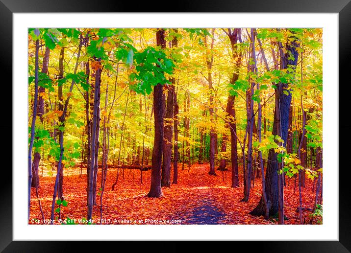 A Path in a wood in Quebec Framed Mounted Print by Colin Woods