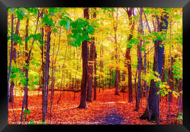 A Path in a wood in Quebec Framed Print by Colin Woods
