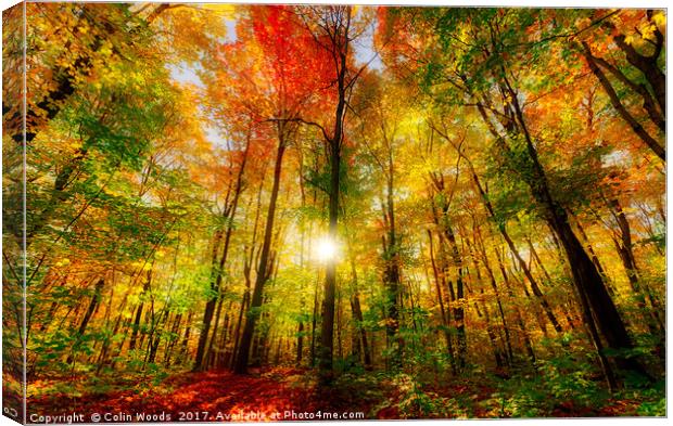 Low sun in a woods in Quebec Canvas Print by Colin Woods
