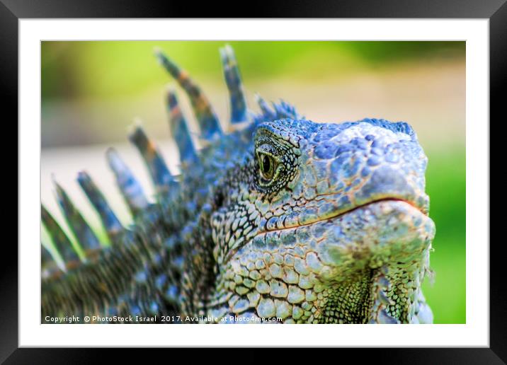 Male green iguana (iguana Iguana) Framed Mounted Print by PhotoStock Israel