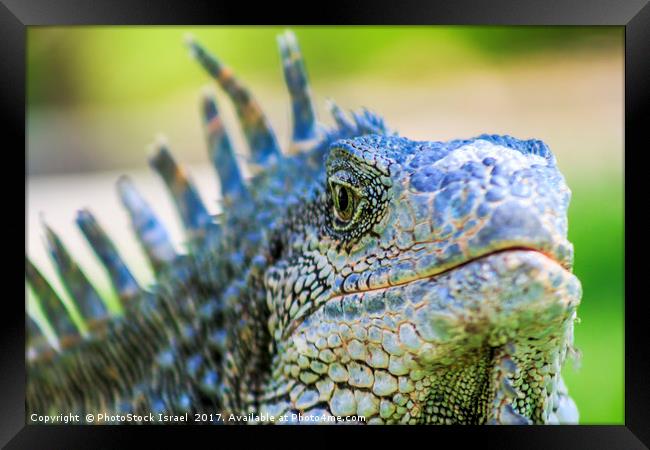 Male green iguana (iguana Iguana) Framed Print by PhotoStock Israel