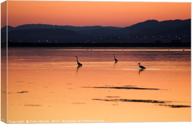Herons wading at sunset Canvas Print by Colin Woods