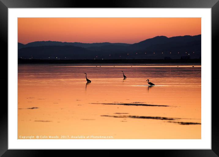 Herons wading at sunset Framed Mounted Print by Colin Woods