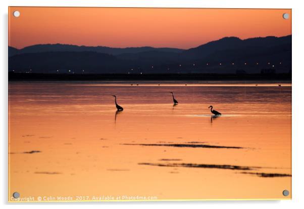 Herons wading at sunset Acrylic by Colin Woods