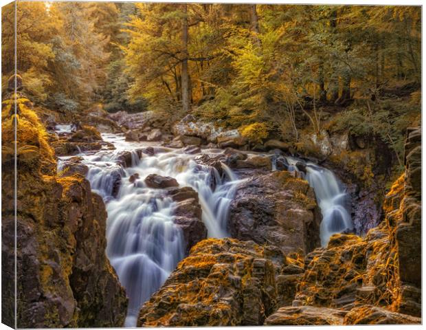 Autumn colours at the Falls of Braan near Dunkeld Canvas Print by Miles Gray