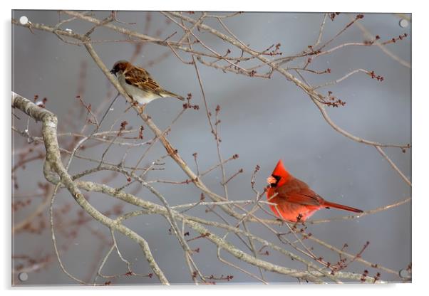 House Sparrow and Cardinal Acrylic by Luc Novovitch
