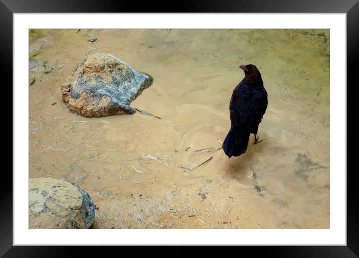 Two Rocks and a Raven Framed Mounted Print by Luc Novovitch