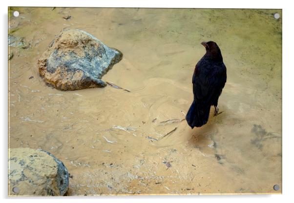 Two Rocks and a Raven Acrylic by Luc Novovitch