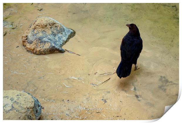Two Rocks and a Raven Print by Luc Novovitch