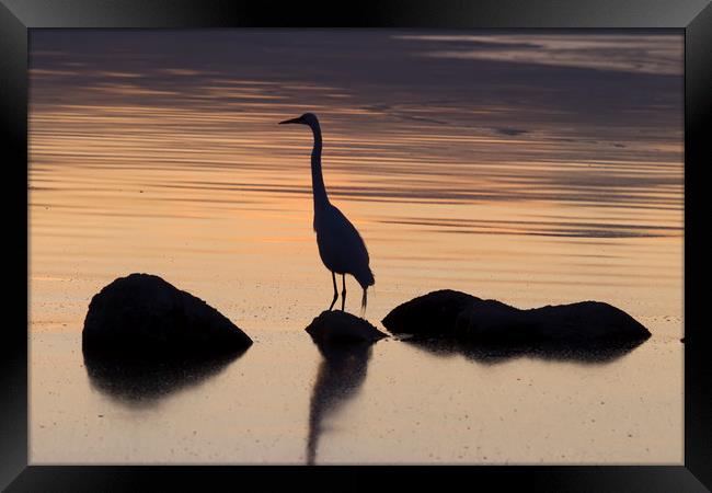 Salton Sea Egret Framed Print by Luc Novovitch