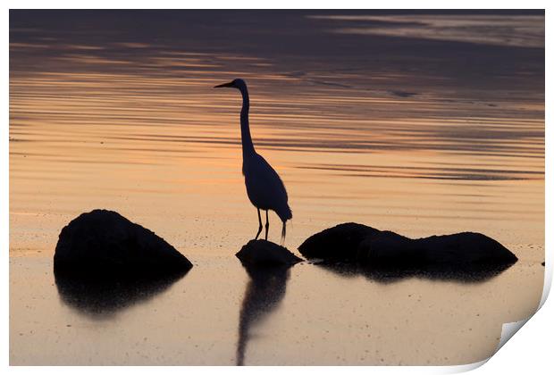 Salton Sea Egret Print by Luc Novovitch