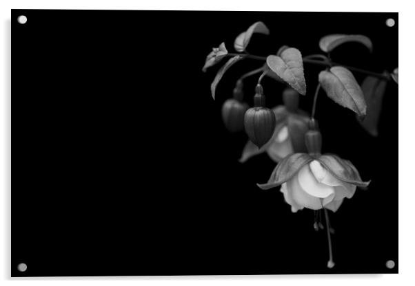Fuchsia Acrylic by Pam Sargeant