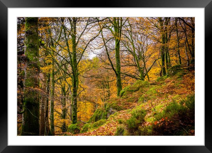 Autumn Colours Snowdonia Framed Mounted Print by Adrian Evans