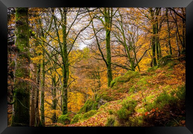 Autumn Colours Snowdonia Framed Print by Adrian Evans