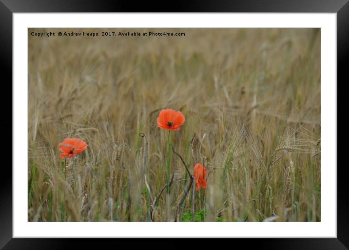 Poppy flower in barley field Framed Mounted Print by Andrew Heaps