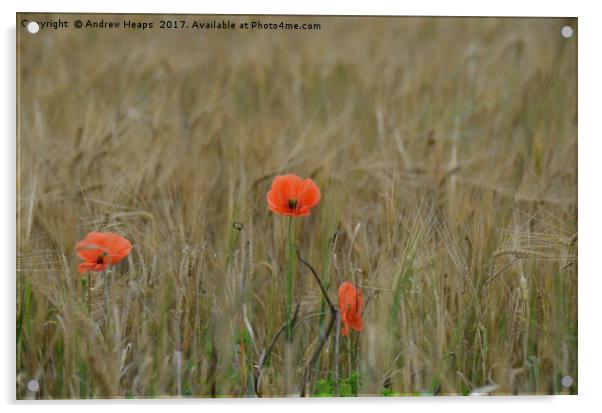Poppy flower in barley field Acrylic by Andrew Heaps