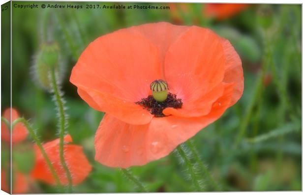 Poppy flower close up Canvas Print by Andrew Heaps