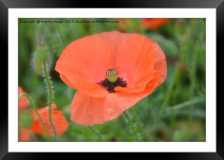 Poppy flower close up Framed Mounted Print by Andrew Heaps