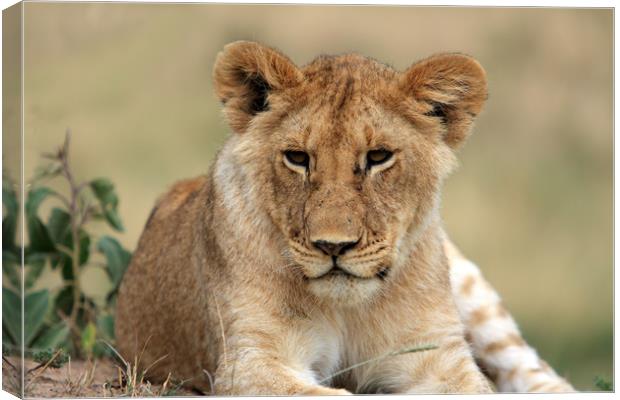 Lion Portrait   Canvas Print by Aidan Moran