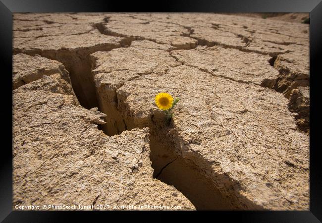 Flowers grows out of dry cracked mud  Framed Print by PhotoStock Israel