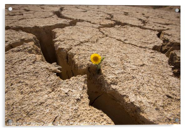 Flowers grows out of dry cracked mud  Acrylic by PhotoStock Israel