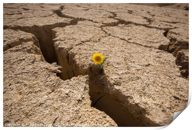 Flowers grows out of dry cracked mud  Print by PhotoStock Israel