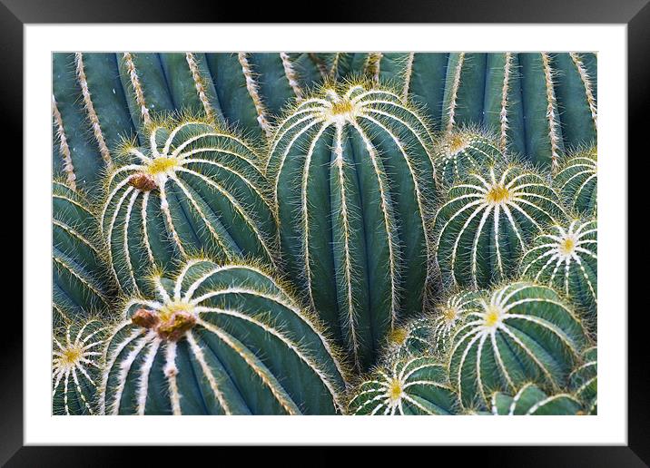 Cactus Abstract Framed Mounted Print by Malcolm Smith
