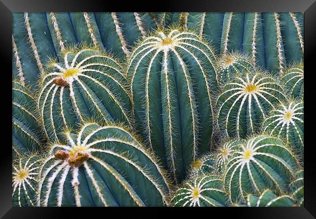 Cactus Abstract Framed Print by Malcolm Smith
