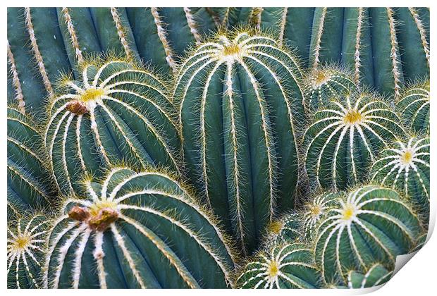 Cactus Abstract Print by Malcolm Smith