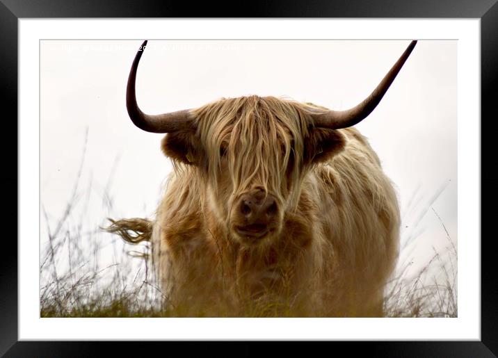 Exmoor Highland Cow Framed Mounted Print by Alexia Miles