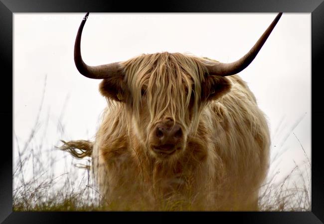 Exmoor Highland Cow Framed Print by Alexia Miles