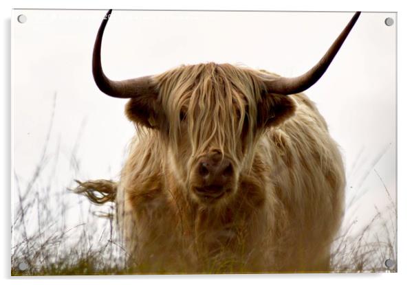 Exmoor Highland Cow Acrylic by Alexia Miles