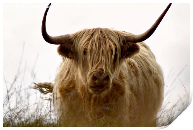 Exmoor Highland Cow Print by Alexia Miles