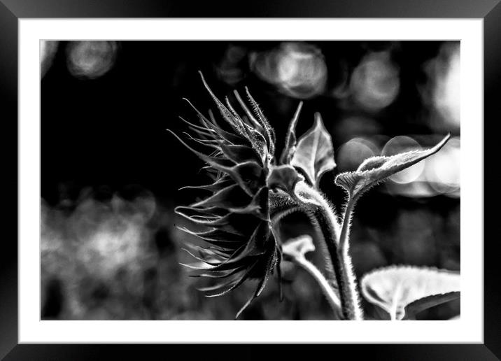Dark Sunflower Framed Mounted Print by Darryl Brooks
