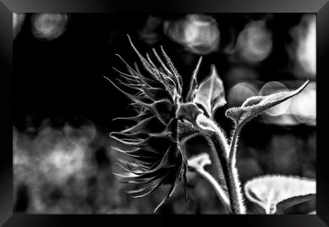Dark Sunflower Framed Print by Darryl Brooks